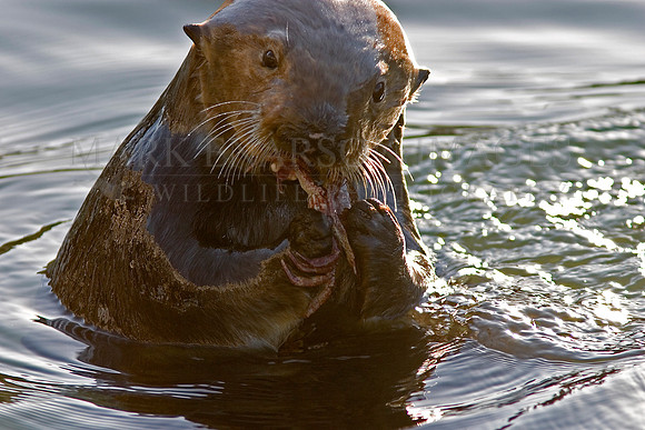 Sea otter eating a crab in Monterey Bay
