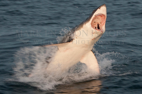 White shark attacking a Cape fur seal at Seal Island, South Africa