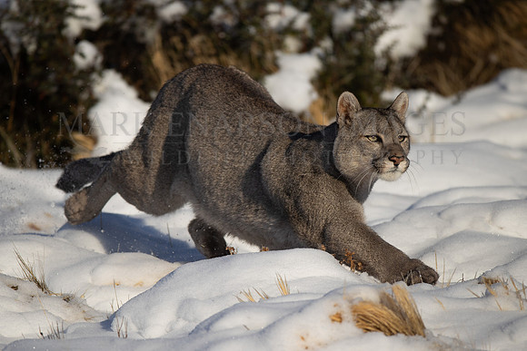 A puma running through the snow, chasing a guanaco, at Torres del Paine, Chile