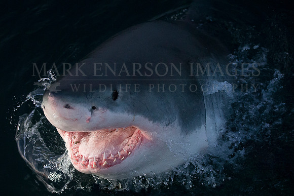 A white shark explodes from the dark water, off Seal Island, South Africa