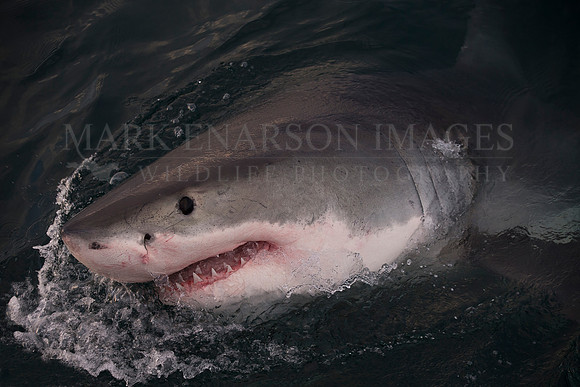 A white shark lunges out of the dark water, off Seal Island, South Africa