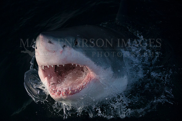 A white shark explodes from the dark water, off Seal Island, South Africa