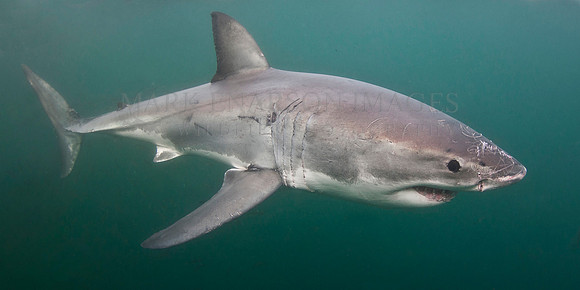 A white shark off Seal Island in False Bay, South Africa