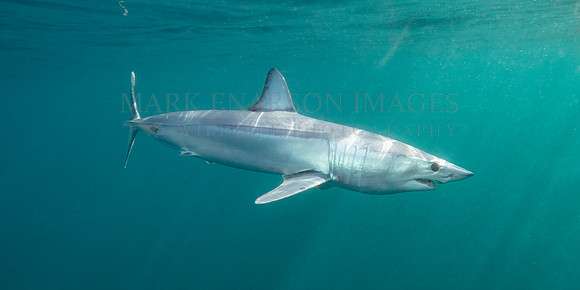 A mako shark in the pelagic water beyond Cape Point, South Africa