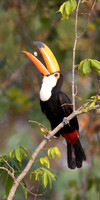 A toco toucan feeds on seed pods in the tree tops of the Brazilian Pantanal