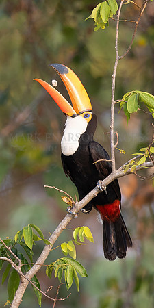 A toco toucan feeds on seed pods in the tree tops of the Brazilian Pantanal