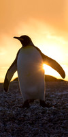 A king penguin at sunrise, at St. Andrew's Bay, South Georgia
