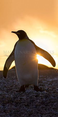 A king penguin at sunrise, at St. Andrew's Bay, South Georgia