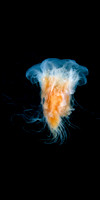 A lion's mane jellyfish in Port Fidalgo, Alaska