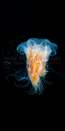 A lion's mane jellyfish in Port Fidalgo, Alaska