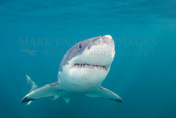 A white shark off Stewart Island, New Zealand