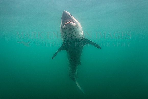 A salmon shark approaches the surface in Prince William Sound, Alaska