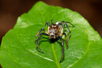A tiny jumping spider (Amycus ectypus) hunts small prey in the jungle of Pacaya-Samiria National Reserve, Peru