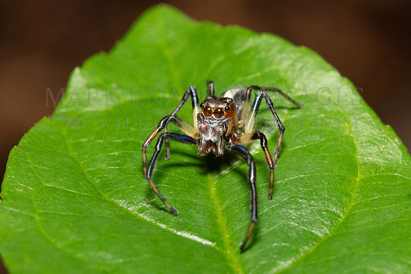 A tiny jumping spider (Amycus ectypus) hunts small prey in the jungle of Pacaya-Samiria National Reserve, Peru