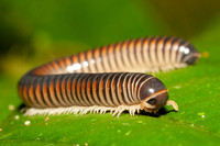 A cylindrical millipede in the forest at Napo, Ecuador