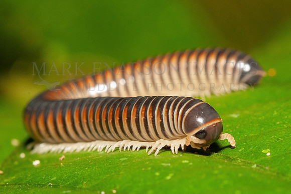 A cylindrical millipede in the forest at Napo, Ecuador