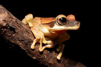 A Cayenne slender-legged tree frog in Pacaya-Samiria National Reserve, Peru