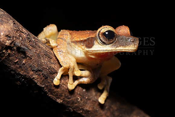 A Cayenne slender-legged tree frog in Pacaya-Samiria National Reserve, Peru