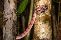 A red-headed liana snake hunts in the trees of Pacaya-Samiria National Reserve, Peru