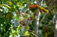 A squirrel monkey with its face stained red from foraging on brightly coloured fruit in the forest canopy of Pacaya Samiria National Reserve, Peru