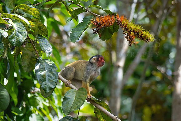 A squirrel monkey with its face stained red from foraging on brightly coloured fruit in the forest canopy of Pacaya Samiria National Reserve, Peru