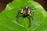 A tiny jumping spider (Amycus ectypus) hunts small prey in the jungle of Pacaya-Samiria National Reserve, Peru