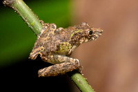 A fringe-lipped tree frog at Pacaya-Samiria National Reserve, Peru