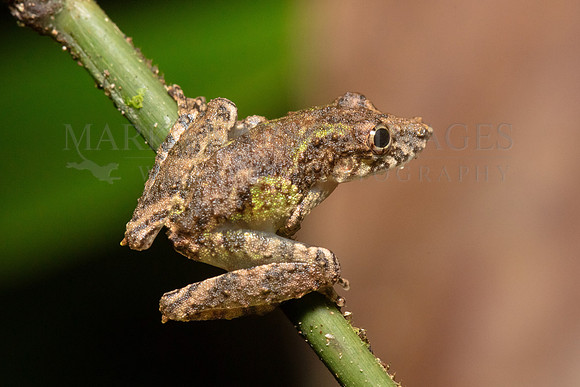 A fringe-lipped tree frog at Pacaya-Samiria National Reserve, Peru