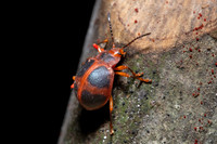 A handsome fungus beetle in the forest at Pacaya-Samiria National Reserve, Peru