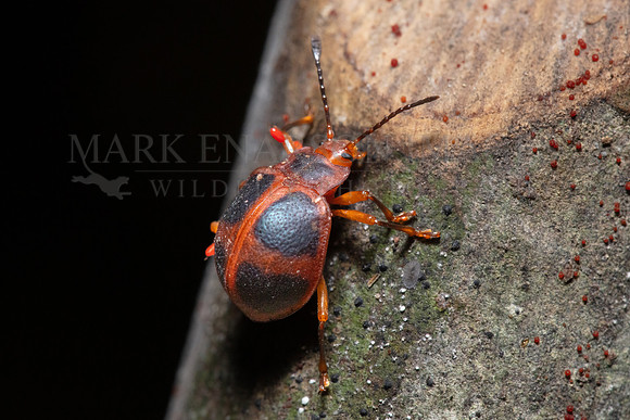 A handsome fungus beetle in the forest at Pacaya-Samiria National Reserve, Peru