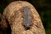A giant flat-backed millipede in the jungle at Pacaya-Samiria National Reserve, Peru