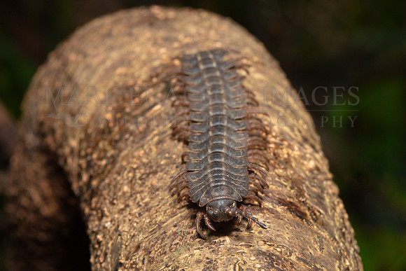 A giant flat-backed millipede in the jungle at Pacaya-Samiria National Reserve, Peru