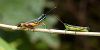 A spurthroat toothpick grasshopper and a short-horned grasshopper share a branch in Pacaya-Samiria National Reserve, Peru