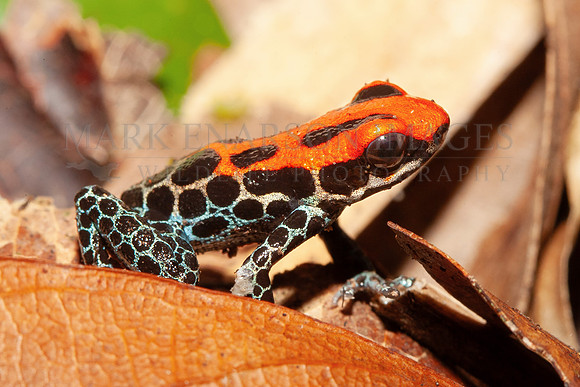 A red-backed poison dart frog near the Marañon river, Peru