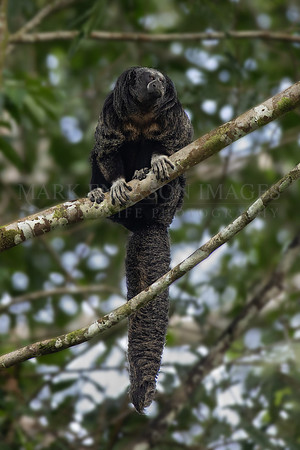 A monk saki monkey in the treetops of Pacaya-Samiria National Reserve, Peru