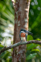An Amazon kingfisher in the forest along the Marañon River, Peru