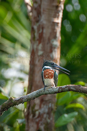 An Amazon kingfisher in the forest along the Marañon River, Peru