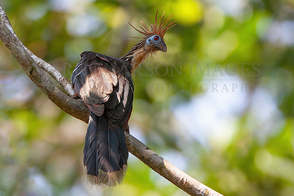 A hoatzin in the treetops of the Pacaya-Samiria National Reserve in the Peruvian Amazon
