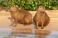 Capybaras at the riverside in the Pantanal, Brazil