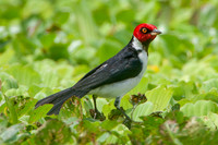 A red capped cardinal at the Marañon River, Peru