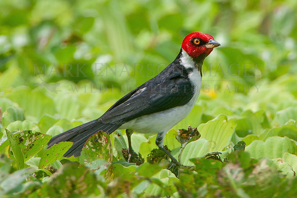 A red capped cardinal at the Marañon River, Peru