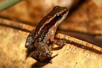 A rocket frog on the forest floor in Yasuni National Park, Ecuador