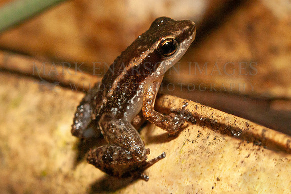 A rocket frog on the forest floor in Yasuni National Park, Ecuador