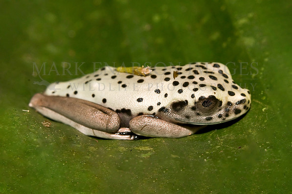 A juvenile map tree frog in the Ecuadorian Amazon