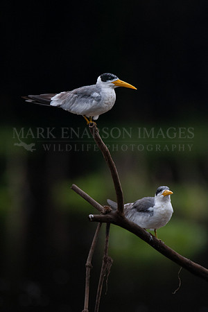 Yellow-billed terns rousted on the Marañon River, Peru
