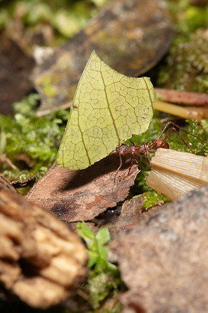 A leaf cutter ant gathers leaf fragments to feed fungus farmed for food in the ant hill, at Pacaya-Samiria National Reserve, Peru