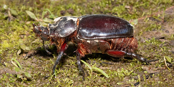 A female ox beetle, a species of rhinoceros beetle, at Pacaya-Samiria National Reserve, Peru