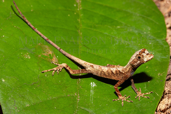 A yellow-throated anole on the forest floor near the Marañon river, Peru