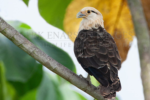 A yellow-headed caracara near the Marañon river, Peru