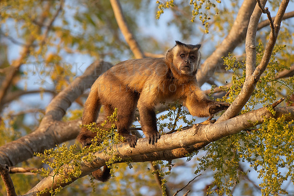 A hooded capuchin in the tree tops of the Pantanal in Brazil